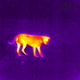 Illustration for article titled Buy FLIRs Tiny New Thermal Camera If You Want to Spy on Your Dog